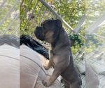 Small Photo #1 American Bully Puppy For Sale in BRYANS ROAD, MD, USA