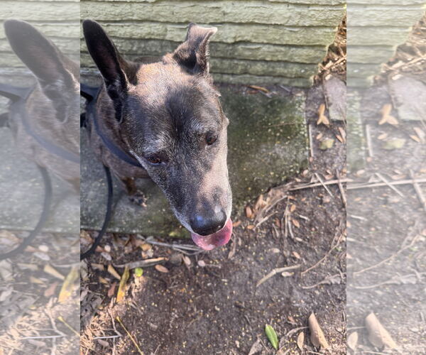 Medium Photo #2 Holland Shepherd-Unknown Mix Puppy For Sale in Miami, FL, USA