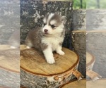 Small #6 Pomsky