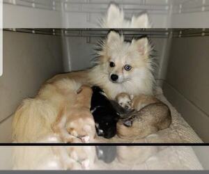 Mother of the Pomeranian puppies born on 06/23/2019