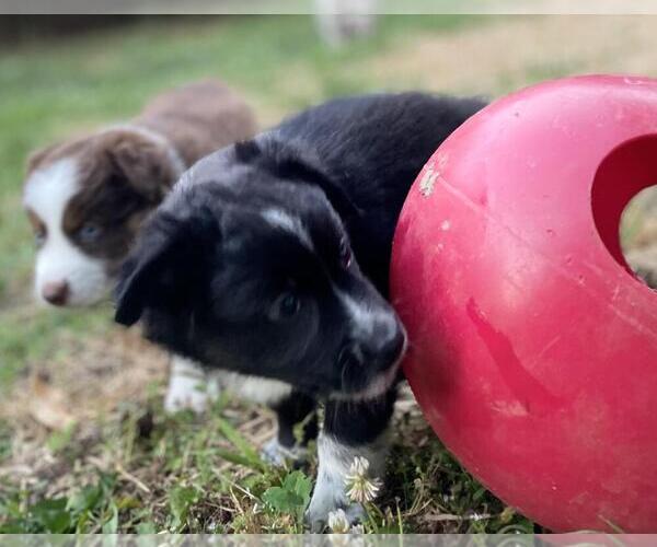 Medium Photo #3 Australian Shepherd Puppy For Sale in MATTHEWS, NC, USA