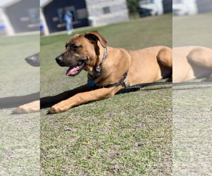 Rhodesian Ridgeback-Unknown Mix Dogs for adoption in McKinney, TX, USA