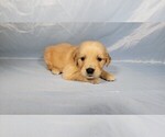 Puppy Bandit Golden Retriever