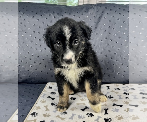 Medium Photo #58 Australian Shepherd Puppy For Sale in SALISBURY, NC, USA