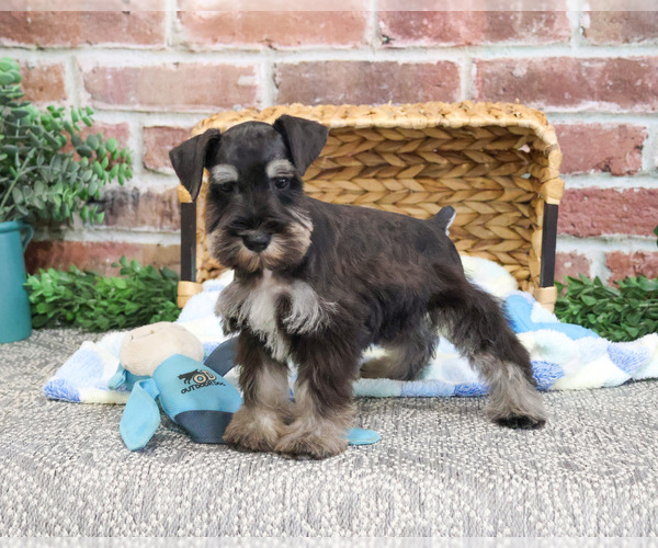 Medium Photo #4 Schnauzer (Miniature) Puppy For Sale in SYRACUSE, IN, USA