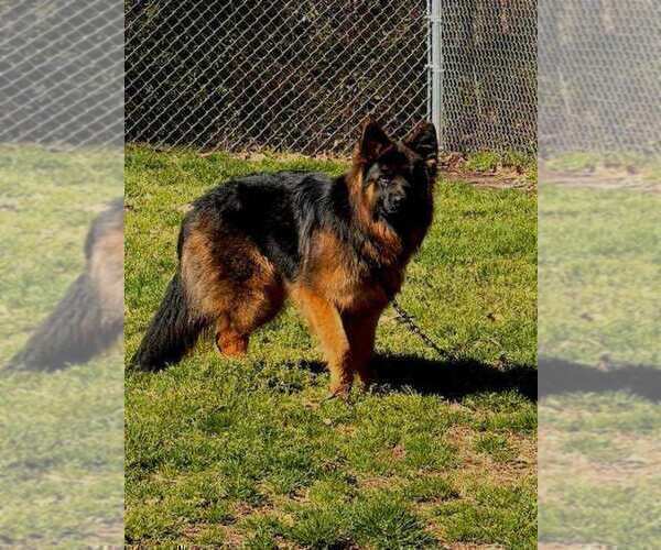 Medium Photo #9 German Shepherd Dog Puppy For Sale in DYERSBURG, TN, USA