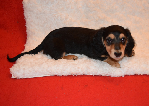 Medium Photo #4 Dachshund Puppy For Sale in BENTON, AR, USA