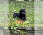 Small #16 Labrador Retriever