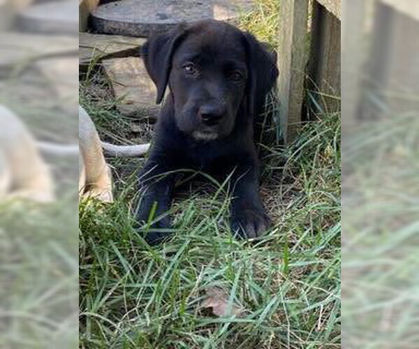 Medium Photo #2 Labrador Retriever-Unknown Mix Puppy For Sale in Alexander, AR, USA