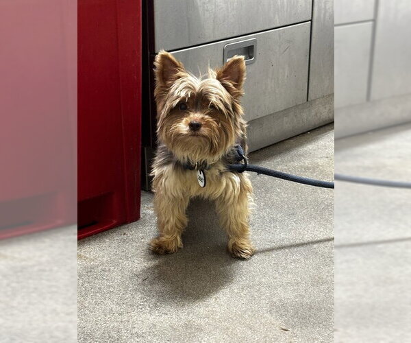 Medium Photo #1 Mutt Puppy For Sale in Forestville, MD, USA