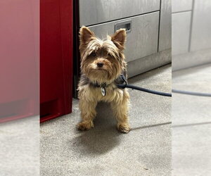 Mutt Dogs for adoption in Forestville, MD, USA