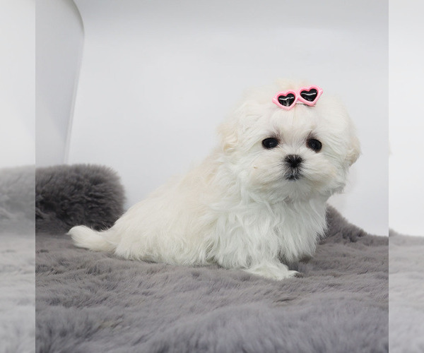 Medium Photo #4 Maltese Puppy For Sale in LOS ANGELES, CA, USA