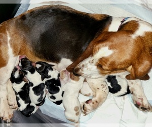 Basset Hound Puppy for sale in OCALA, FL, USA