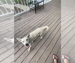 Small #3 Labrador Retriever Mix