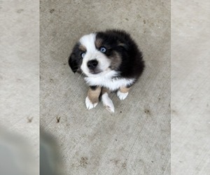 Medium Australian Shepherd