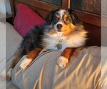 Small #1 Australian Shepherd Mix