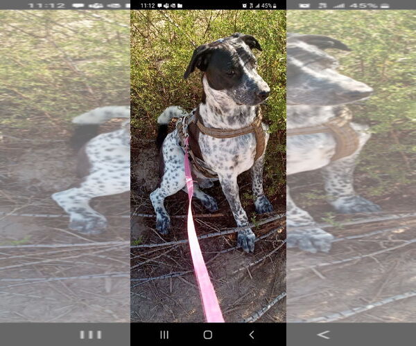Medium Photo #1 Australian Cattle Dog-Unknown Mix Puppy For Sale in Chandler, AZ, USA