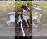 Small Australian Cattle Dog Mix