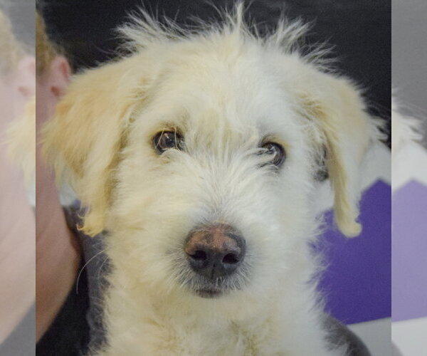 Medium Photo #5 Mutt Puppy For Sale in Huntley, IL, USA