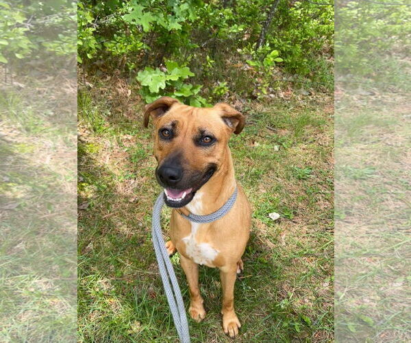 Medium Photo #2 American Pit Bull Terrier-Unknown Mix Puppy For Sale in Jackson , NJ, USA