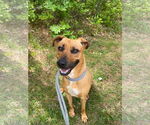 Small #1 American Pit Bull Terrier Mix