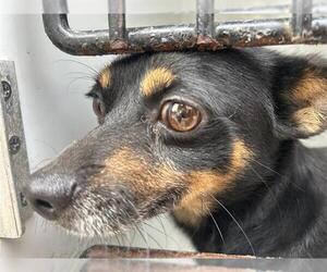 Chihuahua-Unknown Mix Dogs for adoption in Houston, TX, USA