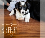 Puppy Renee Border Collie-Papillon Mix