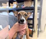 James - Male Mutt Dog for Adoption - Small photo
