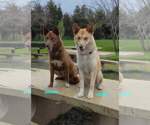 GRACIE & LEONA - Female Australian Kelpie-Siberian Husky Mix Dog for Adoption - Photo #9