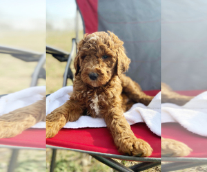 Poodle (Standard) Puppy for Sale in CONNERSVILLE, Indiana USA