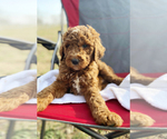 Small Photo #1 Poodle (Standard) Puppy For Sale in CONNERSVILLE, IN, USA