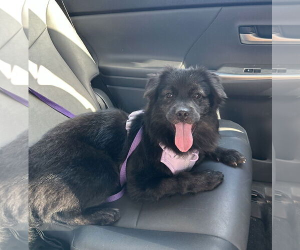 Medium Photo #31 Mutt Puppy For Sale in Philadelphia, PA, USA
