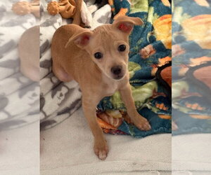 Leila - Female ShiChi Dog for Adoption - Photo #4