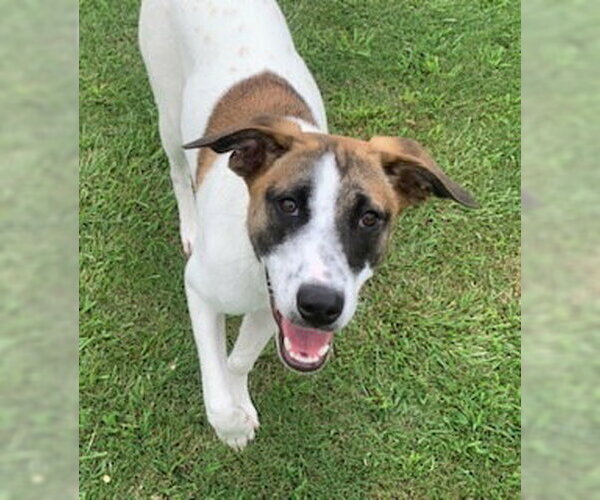 Medium Photo #4 Rat Terrier-Unknown Mix Puppy For Sale in Boston, MA, USA