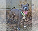 Small #2 American Staffordshire Terrier-Golden Retriever Mix
