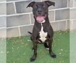 Small #2 American Staffordshire Terrier Mix