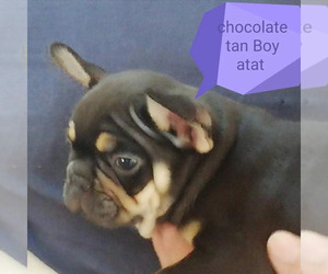 French Bulldog Puppy for sale in Budapest, Budapest, Hungary