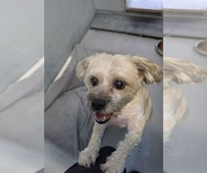 Chyna - Female Maltipoo (Miniature) Dog for Adoption - Photo #2