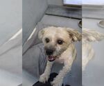 Small Photo #2 Maltipoo (Miniature) Puppy For Sale in Las Vegas, NV, USA