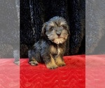 Small Schnoodle (Standard)