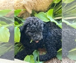 Small Photo #2 Poodle (Standard) Puppy For Sale in LAWRENCEBURG, TN, USA