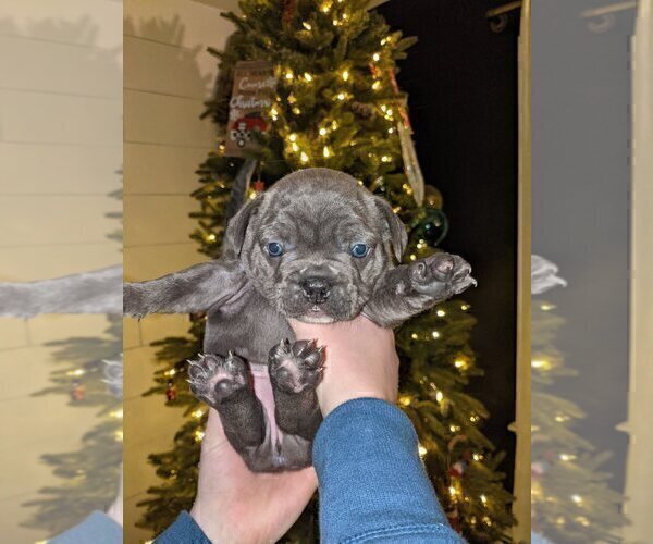 Medium Photo #3 French Bulldog Puppy For Sale in PORTSMOUTH, RI, USA