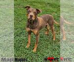 Small #1 Australian Kelpie Mix
