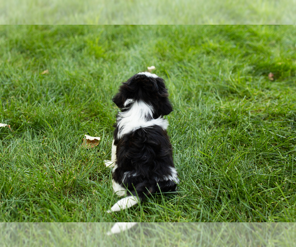 Medium Photo #6 Shih Tzu Puppy For Sale in NAPPANEE, IN, USA