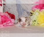Small #4 Chihuahua