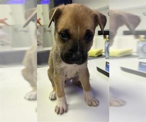 Catahoula Leopard Dog-Unknown Mix Dogs for adoption in Rosenberg, TX, USA