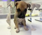 Small Catahoula Leopard Dog Mix