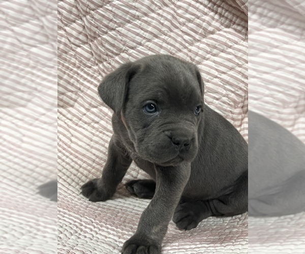 Full screen Photo #4 Cane Corso Puppy For Sale in WAGONER, OK, USA