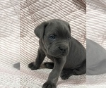 Small Photo #4 Cane Corso Puppy For Sale in WAGONER, OK, USA