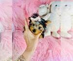 Small #3 Yorkshire Terrier